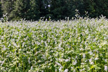 Agricultural field where buckwheat blooms
