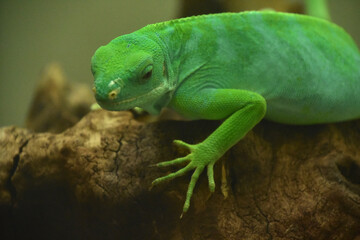 Bright Green Fiji Island Iguana on Rock
