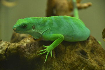 Brilliant Fiji Island Iguana Posing on a Rock