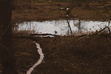 spring landscape in swamp. Small rivlet water flows to bigger pond