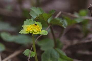 Cushion euphorbia yellow flower in the garden close up. Cushion spurge, euphorbia epithymoide. decorative flowers	