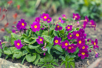 Pink flowers of Primula  pruhoniciana as background