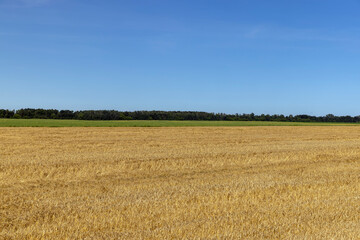 An agricultural field where wheat is grown