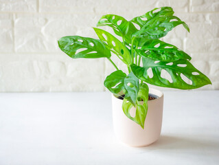 Monstera adansonii (Monstera Obliqua Miq) "Monkey leaf" in light pink pot on white wooden background. Houseplant for office or living room. Space for your text..