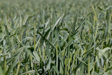 An agricultural field where green cereals grow