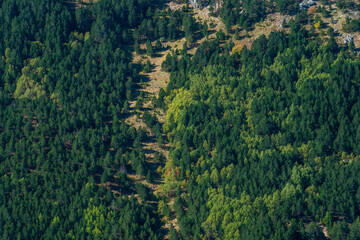 Aerial view of a beautiful green fir tree forest in a spring time