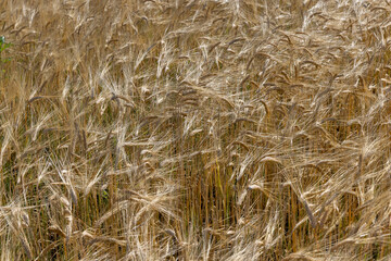 ripe wheat harvest in summer