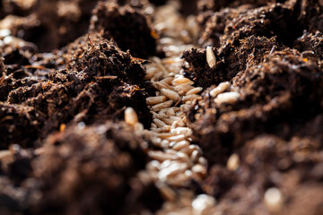 Fertile soil in which wheat seeds are planted