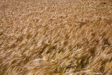 agricultural field with mature golden yellow cereals