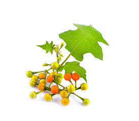 fresh solanum indicum  isolated on white background