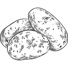 Hand drawn Potatoes Sketch Illustration