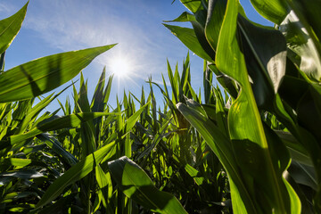 Green corn illuminated by sunlight