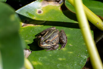 frog in the grass