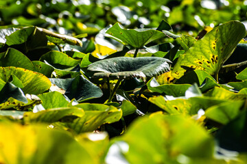 green caterpillar on a branch