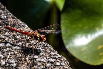 close up of a dragonfly