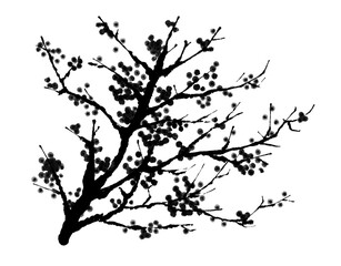 plum blossom	