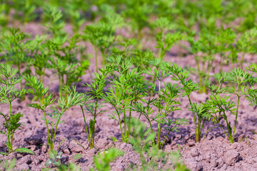 An agricultural field where a large number of carrots grow