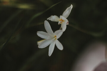 beautiful white flowers close up nature 