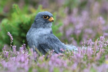 Red-footed falcon sitting on the meadow with violet flowers. Falco vespertinus in the nature habitat. Portrait of a male falcon.