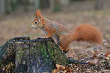Naklejka na ściany i meble Beautiful portrait of a cute european red squirrel. Sciurus vulgaris. Squirrel sitting on the tree stump.
