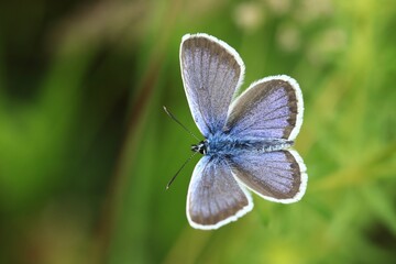 Silver-studded Blue, Plebejus argus, wild beautiful butterfly sitting on the green leaves. Insect in the nature habitat. Spring in the meadow. European wildlife, Czech republic.