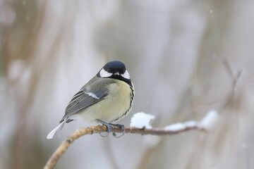 Winter scene with a cute great tit. Parus major. 