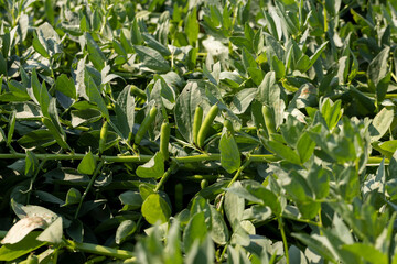 Green beans in sunny windy weather