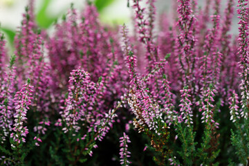 Pink and violet heather (Calluna vulgaris)