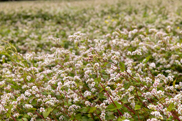 Agricultural field with blooming buckwheat in cloudy weather
