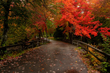 Autumn park with red maples after rain.