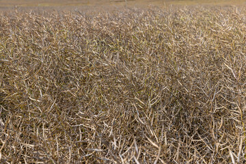 Cultivation of rapeseed in agriculture