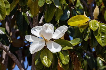 A beautiful white magnolia flower on a tree.