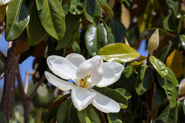 Close-up of a white magnolia and view of a bee on the flower stamens.