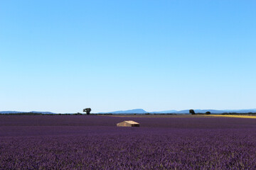 paysage de lavande plateau de Valensole en Provence, france.