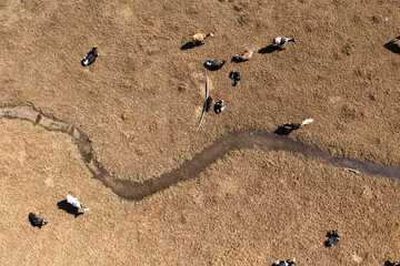 Fototapeta na wymiar Aerial view of cows drinking water from the river. Climate change and global warming concept. Drone view of livestock grazing on the soil