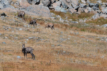 Wild Alps, group of chamois in the autumn season (Rupicapra rupicapra)