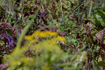 Green red beet foliage for cooking borscht
