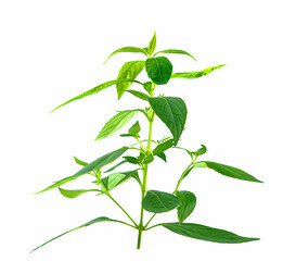 Kariyat or andrographis paniculata, branch green leaves on white background,isolated