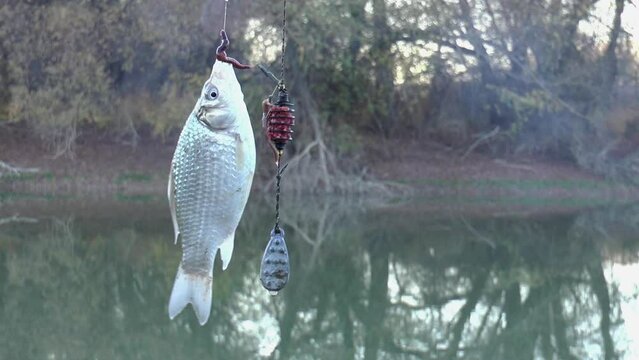 fish crucian carp on a fishing hook with a worm close-up in slow motion