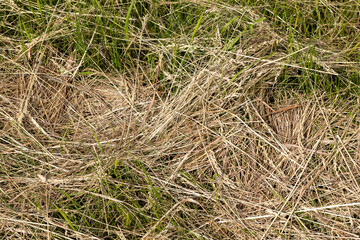 Drying of grass for obtaining and storing hay