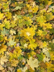 There are autumn leaves