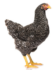 one black chicken isolated on white background, studio shoot