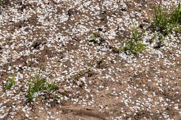 fallen to the ground white petals from cherry plum fruit trees