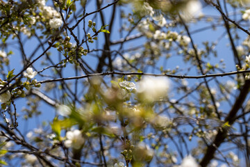 apple fruit trees blooming in the spring season