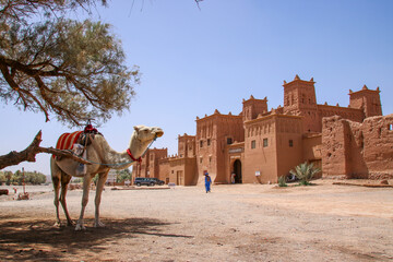 Kasbah Imradil with a camel in the foreground, Morocco