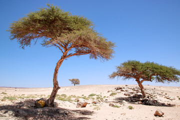 Three isolated trees in Sahara desert,Morocco