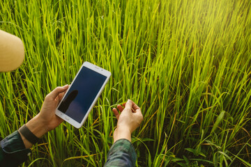 close-up hand of Asia male Farmer analyzing rice field While Using Digital Tablet in smart Farm, concept 
agriculture technology