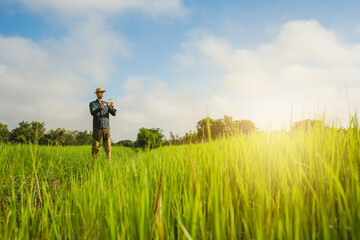Asia male Farmer analyzing rice field While Using Digital Tablet in smart Farm,  agriculture technology concept