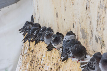 A group of pigeons sit on a parapet in winter