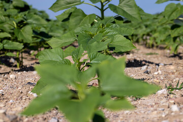 young sunflower plants in the field